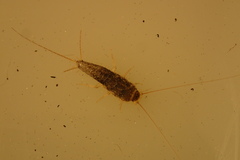 Ctenolepisma longicaudatum