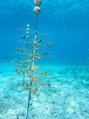 Acropora cervicornis