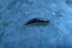 Ctenolepisma longicaudatum