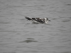 Hydrocoloeus minutus