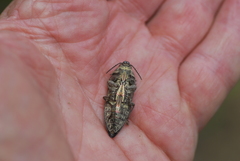 Texania fulleri