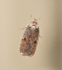 Agonopterix flavicomella