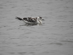 Hydrocoloeus minutus