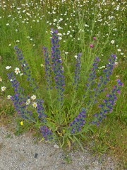 Echium vulgare