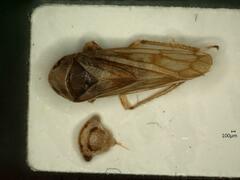 Oncopsis flavicollis