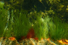 Ulva