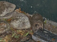 Erinaceus europaeus