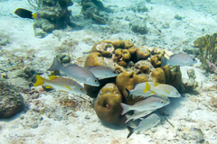 Haemulon carbonarium