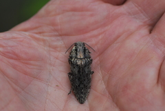 Texania fulleri