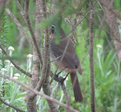 Cossypha caffra caffra