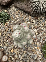 Mammillaria bombycina