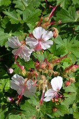 Geranium