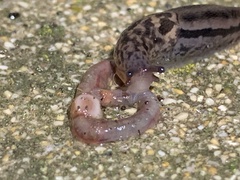 Limax