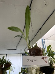Gongora