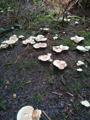 Albatrellus avellaneus