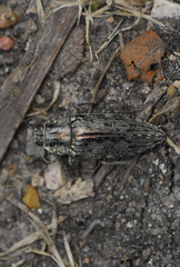 Texania fulleri