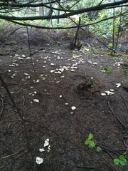 Albatrellus avellaneus