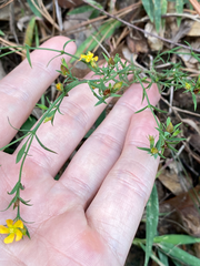 Hypericum drummondii