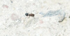 Monomorium