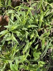 Ditaxis humilis
