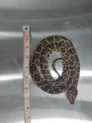 Python bivittatus