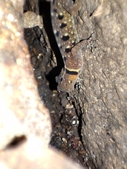 Cnemaspis azhagu