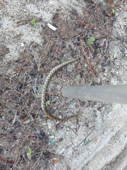 Python bivittatus