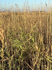 Phragmites australis
