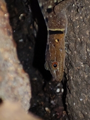 Cnemaspis azhagu