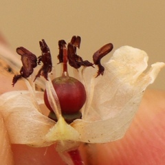 Erica lambertii