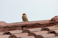 Amadina erythrocephala