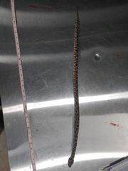 Python bivittatus