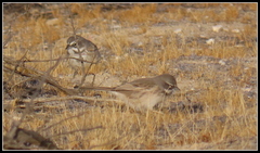 Artemisiospiza belli