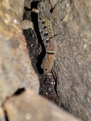 Cnemaspis azhagu