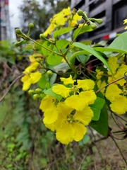 Callaeum macropterum