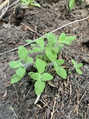 Erythranthe floribunda