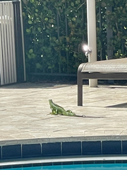 Iguana iguana