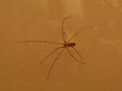 Pholcus phalangioides