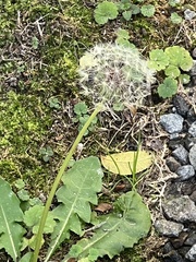 Taraxacum