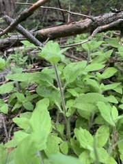 Erythranthe floribunda