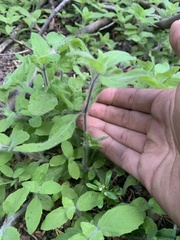 Erythranthe floribunda