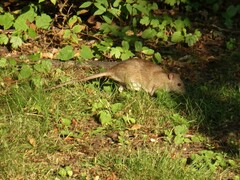 Rattus norvegicus