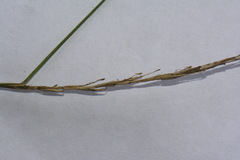 Carex subviridis