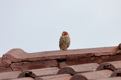 Amadina erythrocephala