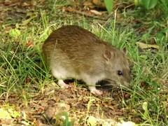 Rattus norvegicus