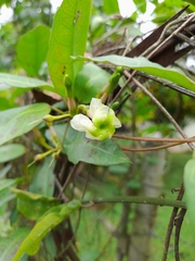 Mesechites trifidus