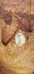 Phyllonorycter lucetiella