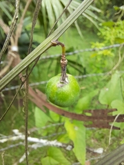 Passiflora biflora