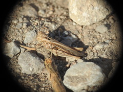 Chorthippus maritimus