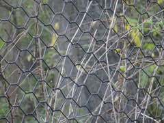 Phylloscopus collybita